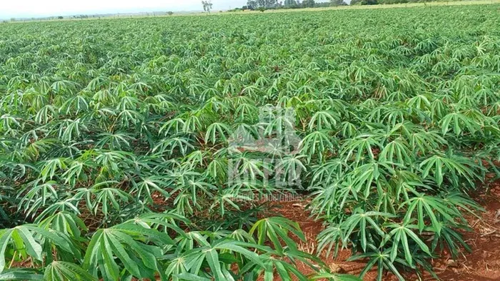 FAZENDA DE ALTO PADRÃO PECUÁRIA TECNIFICADA E SOLO PREMIUM
