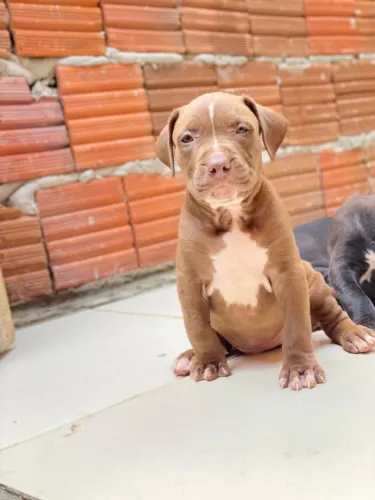 Filhote de pitbull fêmeas