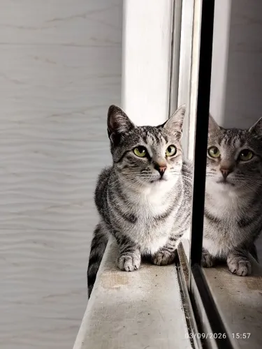 Adoção gato