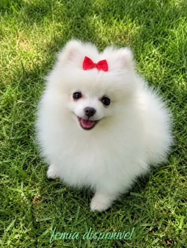 Bebês de Lulu da Pomerânia anão com pedigree e garantia do canil ac cartão