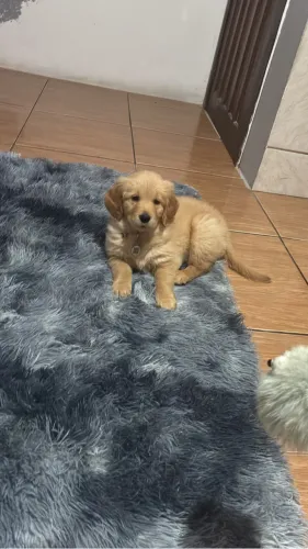 Vendo filhote de Golden Retrieve
