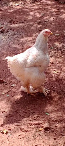 Franga Brahma White
