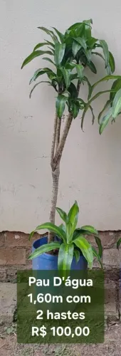 Planta Pau D'água 1,60m com 2 hastes