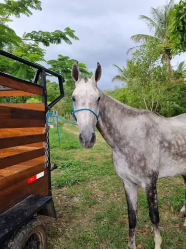 Animais para agropecuária 