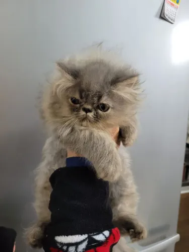 Gato Persa Criciúma