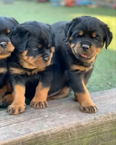 Rottweiler filhotes disponiveis 