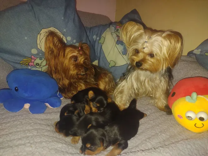 Vendo lindos filhotes da raça Yorkshire Terrier