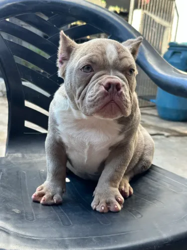 AMERICAN BULLY MICRO - FÊMEA