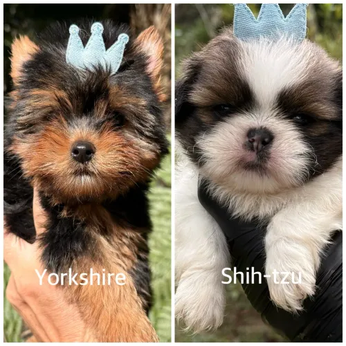 Filhotes de YORKSHIRE e SHIH-TZU a partir