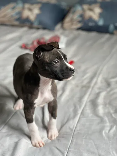 American Staffordshire Terrier/entregamos