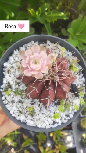 Cactos floriferos