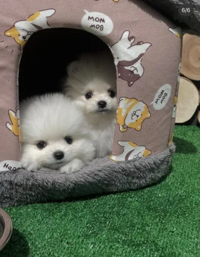 Cachorro Lulu da Pomerania um amigo fiel para todas os momentos.