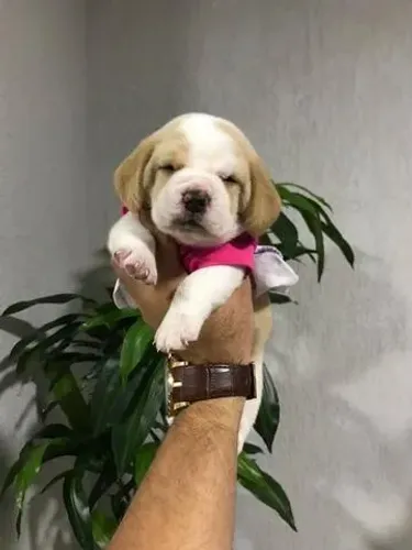 Beagle - Fofura de orelhinhas compridas!