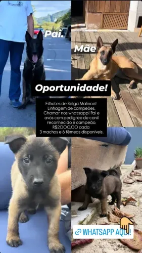 Filhotes de Belga Malinois Linhagem de Campeões