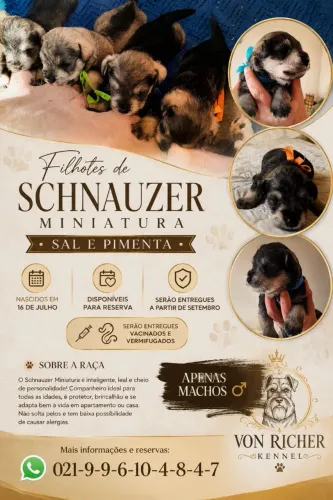 Schnauzer Miniatura 