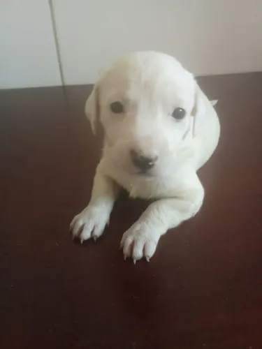 Basset/Resta 5 filhote