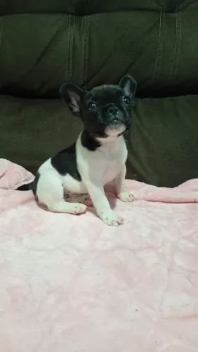 Bulldog francês fêmea