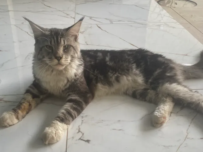 vende-se Maine coon 