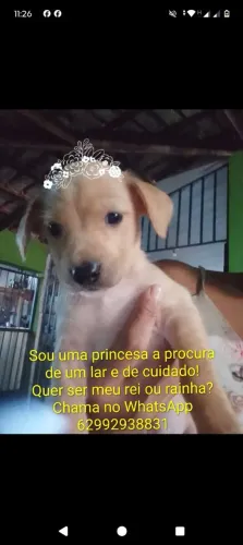 Procura -se um lar cheio de amor ( 2 cachorrinhos para doação)