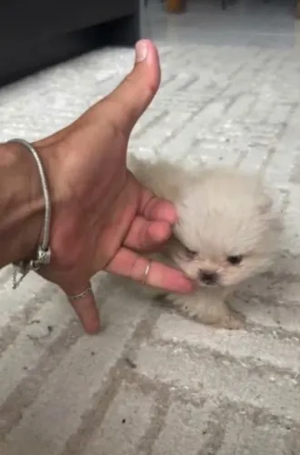 Mini anão Lulu da Pomerânia Focinho Curto, Puro Carinho!possui pedigree