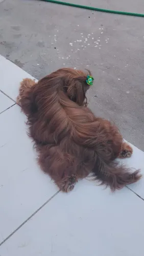 Vendo filhote de Shitzu mini raça 100% pura