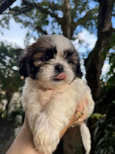 Shih-tzu pronto entrega c pedigree