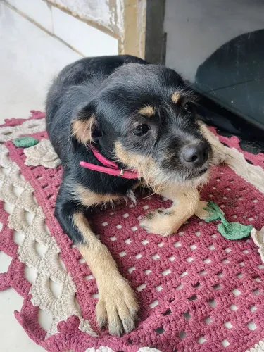 Doação de cachorro