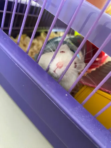  Filhotes de Hamster-Anão 6 Disponíveis 
