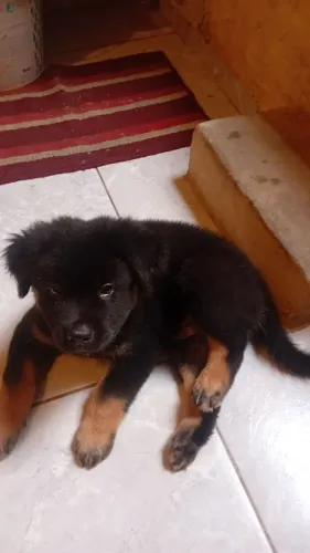 Cachorro rotwilleer 