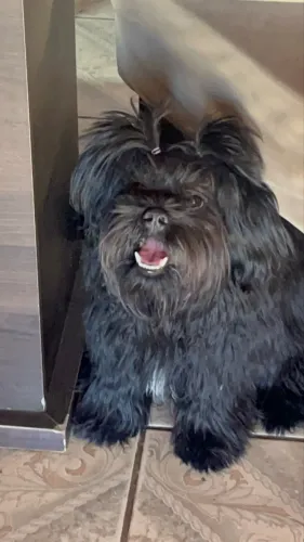 Shihtzu fêmea