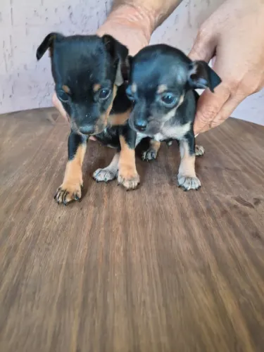 Pinscher mini disponível