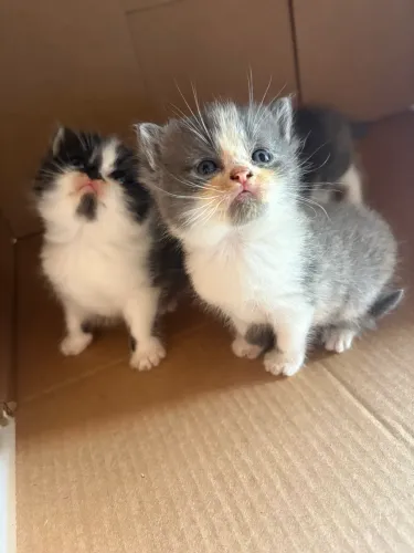 Filhotes de gato persa
