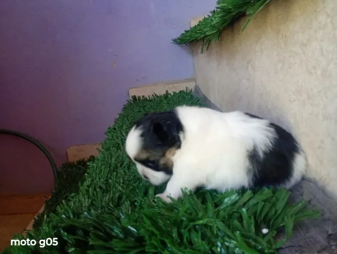 Vendo lindos filhotes de Shitzu fêmeas 