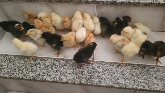 Vendo pintinhos caipira 12 reais cada ou 10 por 100
