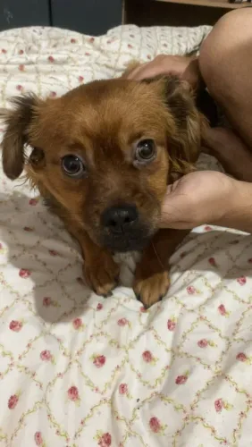 Estou doando essa cachorra