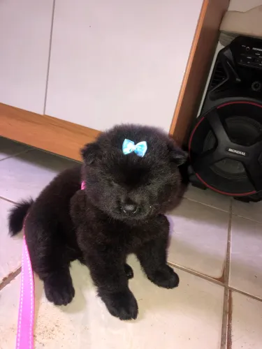 Cachorro chow chow 500,00