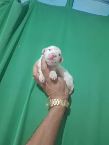 Mini poodle 350