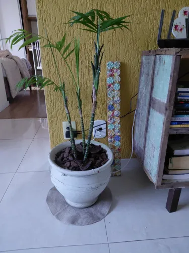 Vaso com planta 