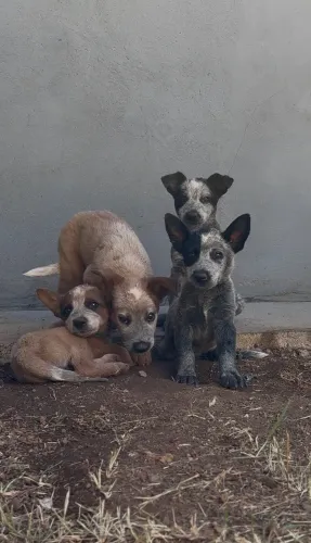 Filhote de Boiadeiro Australiano