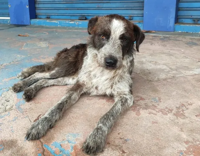 Doa-se esse cachorrinho lindo