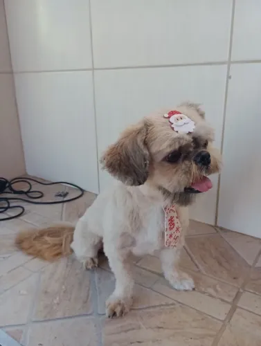 Zampas banho e tosa,estetica animal, pet creche e hotelzinho.