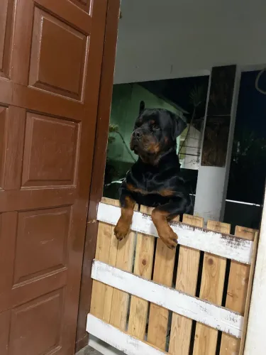 Rottweiler Alemão Cabeça de Touro últimos filhotes