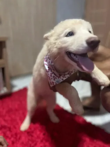 Husky siberiano O atacante dos corações apaixonados