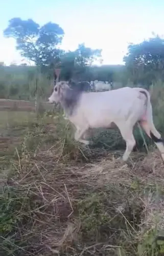 Boi Nelore mocho Touro pra cruzamento de vacas reprodução engorda abate filho vacas puro