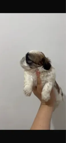 Filhote Shih Tzu