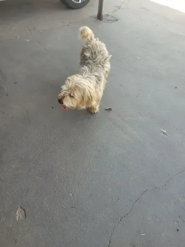 Doação de cachorro shiatsu