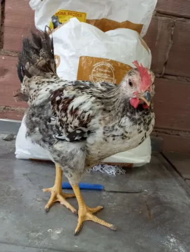 Frangos (macho)