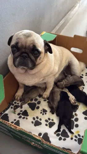 Pug disponível 