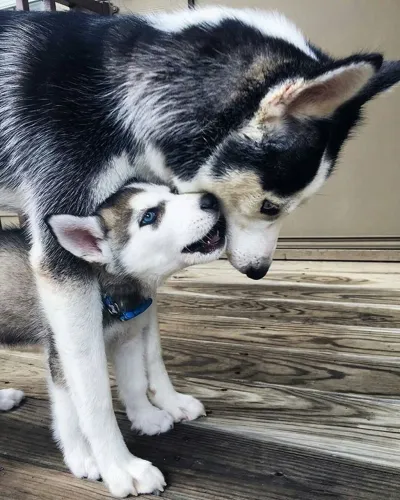 Husky siberiano Uma combinação de força e inteligência