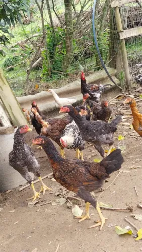 Galinhas Galos aves pecuárias
